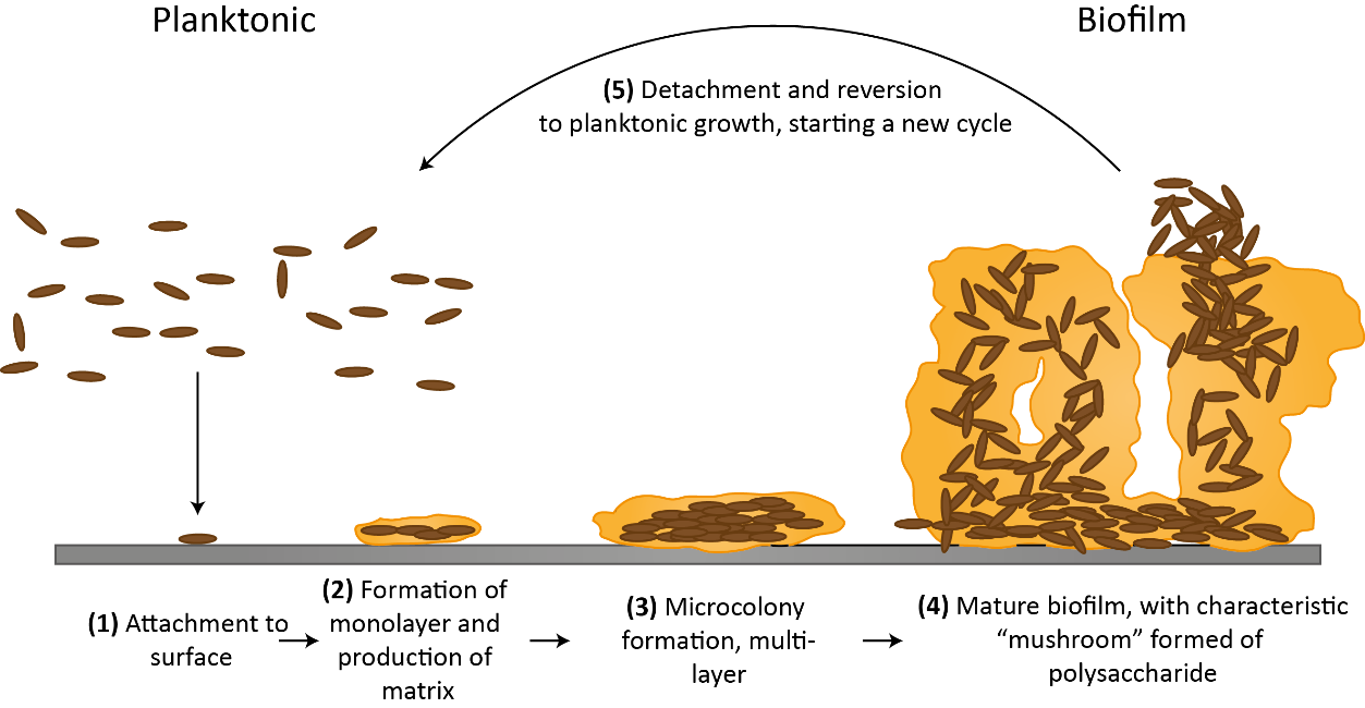 - Schematic representation of a biofilm formation(Imagesource)