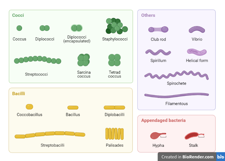 Shapes of bacteria