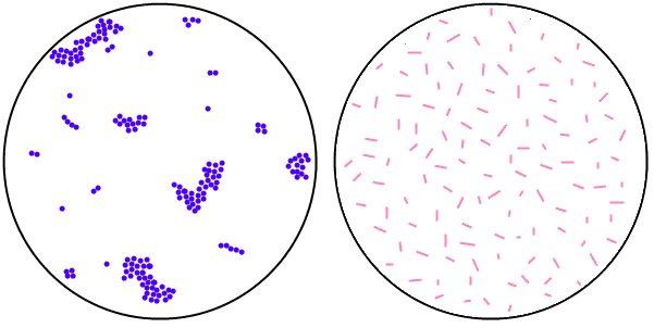 Left: Cocci in Cluster  Right: Bacilli  - Left: Cocci in Cluster; Right: Bacilli (Image source:microrao.com)