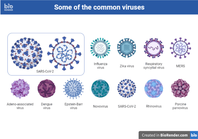 Some common viruses