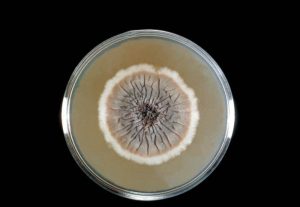 Sporothrix schenckii - Sabouraud’s dextrose agarplate culture is growing the fungusSporothrix schenckiiCDC/Dr. Lucille K. Georg