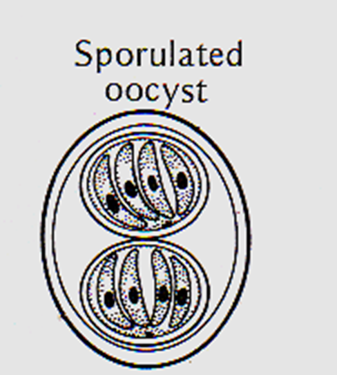 Sporulated Oocyst