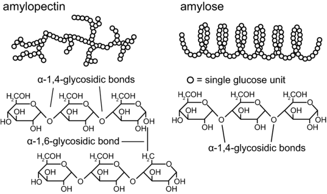 Starch Molecule structure