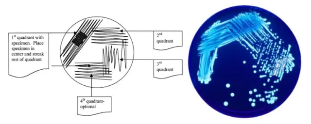 - Appropriate method to streak plate for isolation of bacteria.