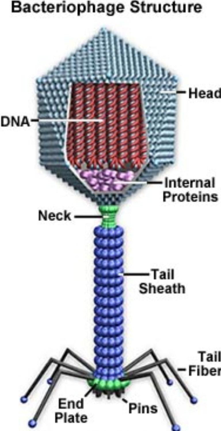 Structure of a Bacteriophage - Structure of a Phage λ (lambda)
