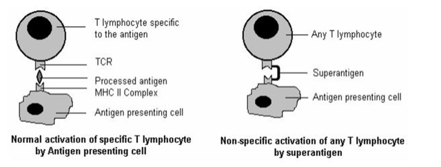 Super Antigen