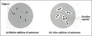 Swollen-Pneumococci-Capsule