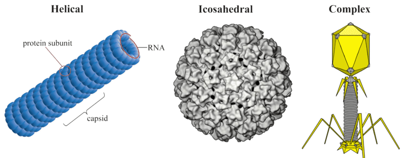 Virus Symmetry