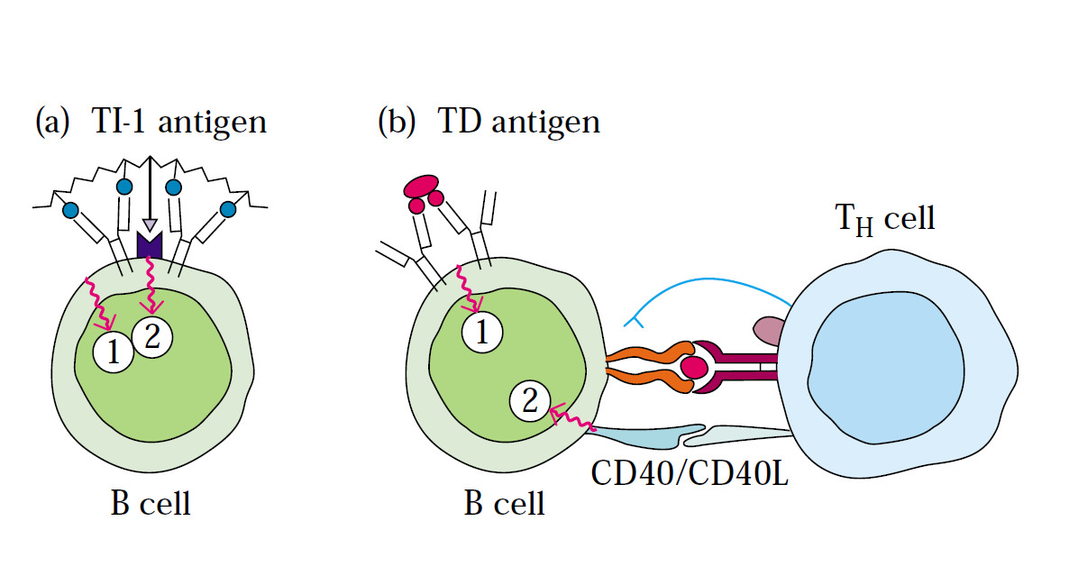 - B cells activation by T-independent antigen and T-dependent antigen(Source: Kuby Immunology)