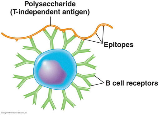 - Interaction of B cell receptors with T independent antigen