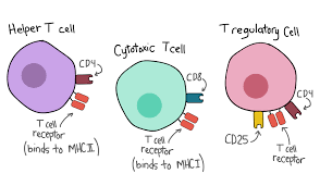 T cell types