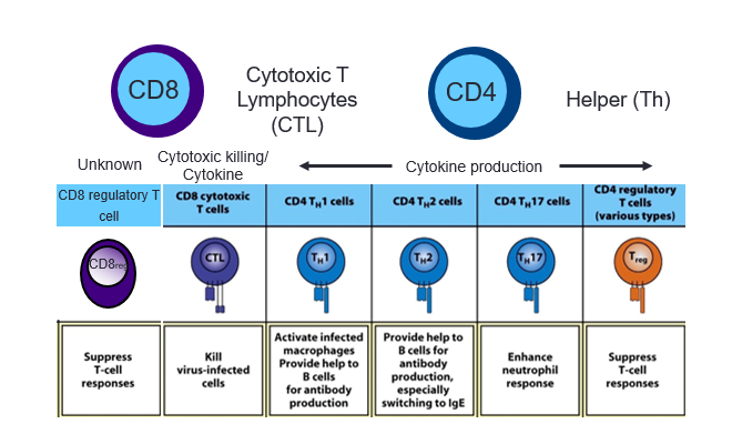 T Cell Types