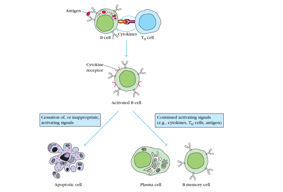- Helper T cells and B Cell Interactions (Source: Kubay Immunology)
