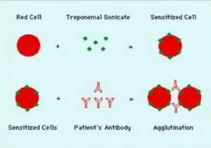 TPHA Test Principle - TPHA Test Principle