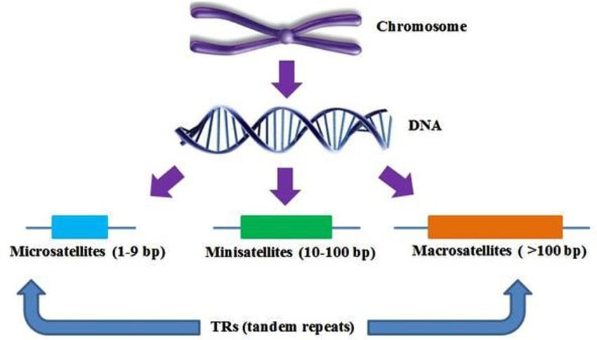 - Figure 1: Satellites with tandem repeats. Source: (Saeed et al., 2016)