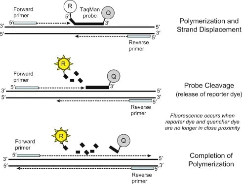 - Schematic of TaqMan (5′ nuclease) assay(Image source: Ref-2)