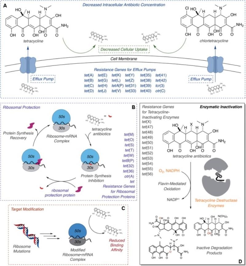 Tetracyclines Mechanism of Resistance - Molecular mechanisms of tetracycline resistance.(A)Efflux, exclusion,(B)ribosome protection,(C)ribosome modification, and(D)enzymatic inactivation.