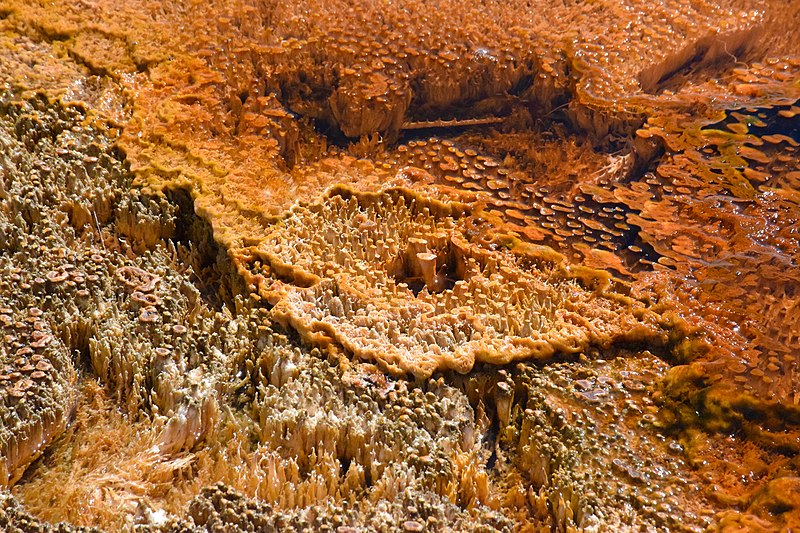 Extremophiles (thermophiles) - Thermophiles in Yellowstone national park