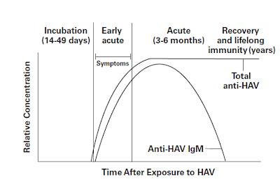 - Timeline for Hepatitis A Virus Infection