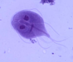 Trophozoite of Giardia lamblia - Trophozoite ofGiardia lamblia