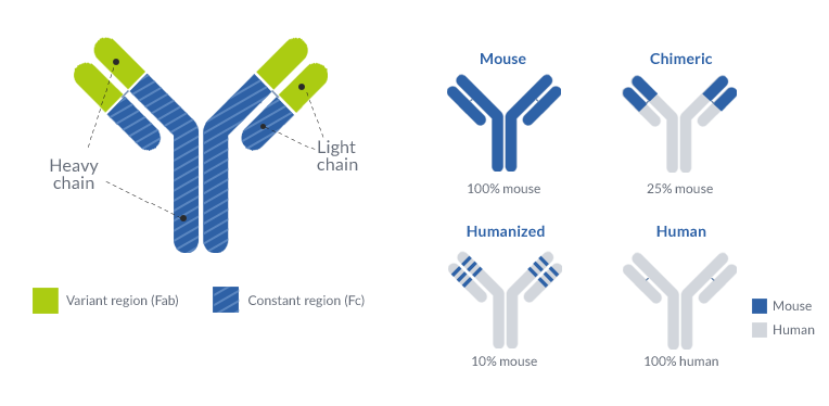 - Types of monoclonal antibodies
