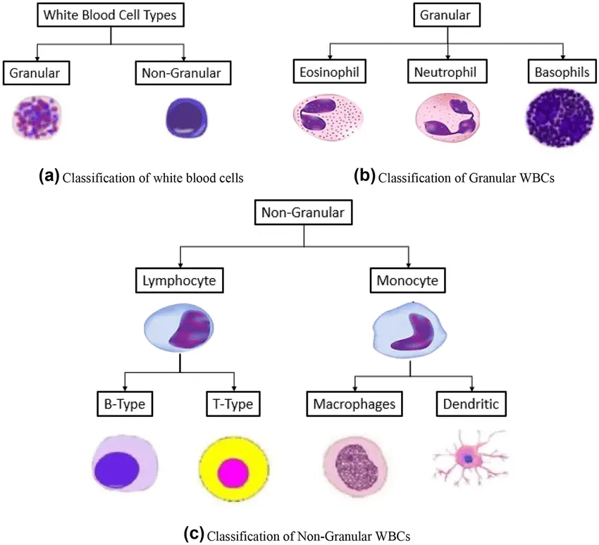 Classification of White blood cells - Classification of White Blood Cell