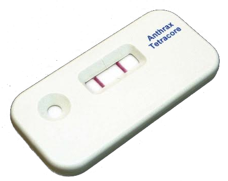 Identification of Bacillus anthracis colony