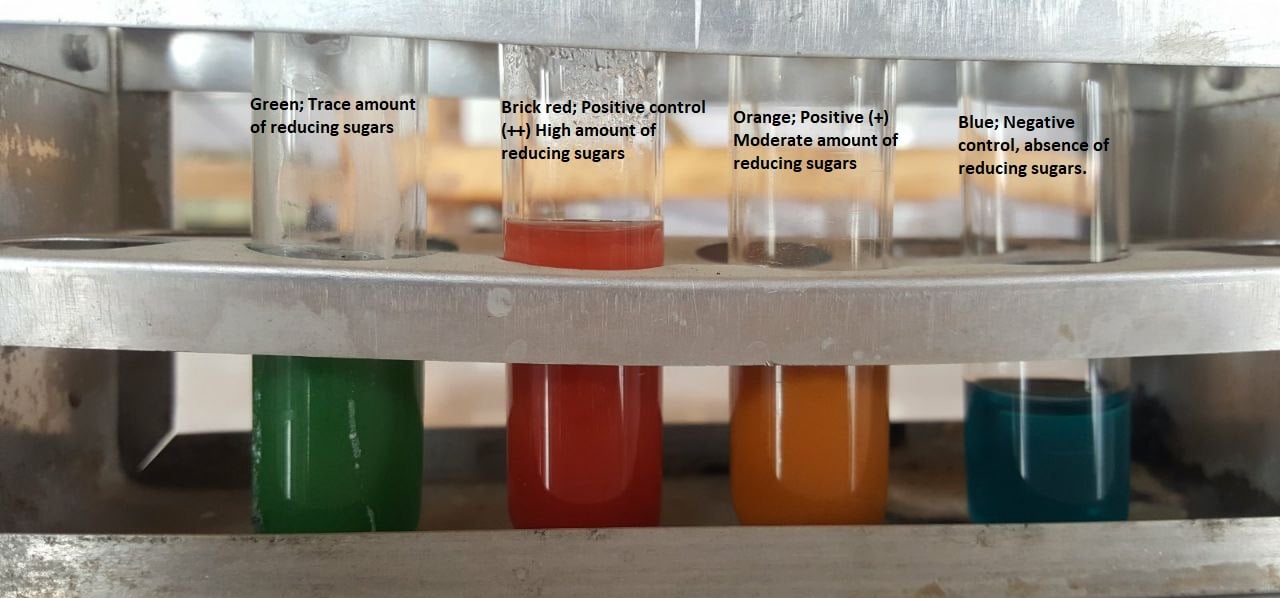 - Benedict’s Test with Positive and Negative Control