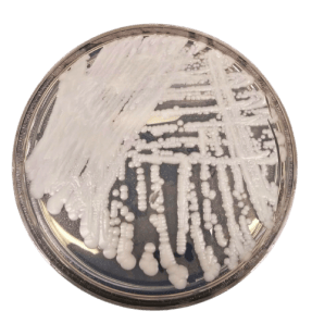 Candida auris colonies - Candida auriscolonies