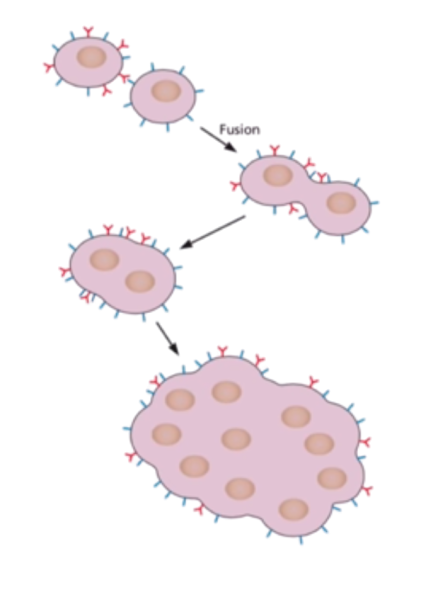 Syncytia cytopathic effects