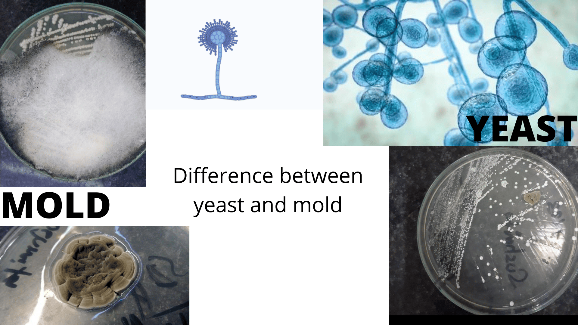 difference between yeast and mold