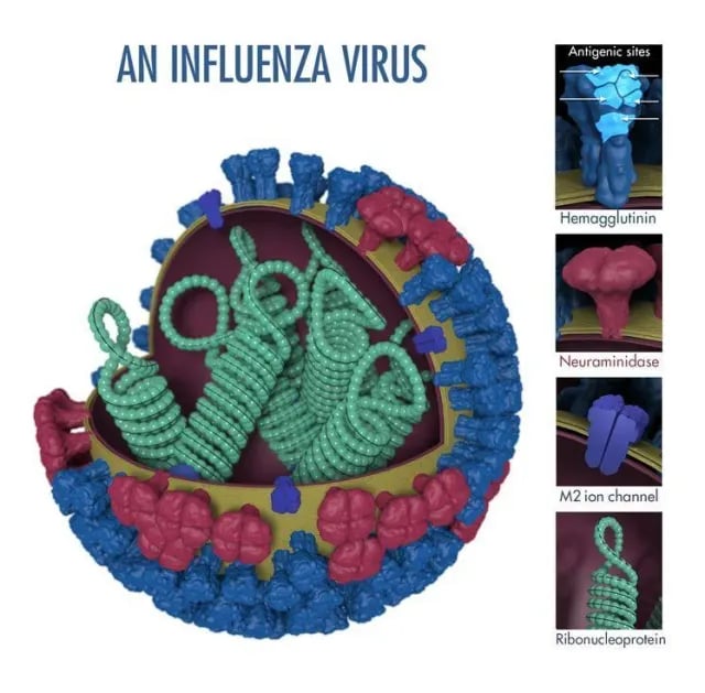 Influenza (flu) virus structure Image source: CDC - Influenza (flu) virus structureImage source: CDC