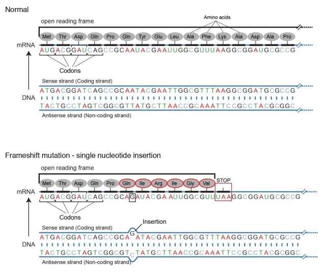 - Frameshift mutation (single nucleotide insertion) Courtesy: National Human Genome Research Institute