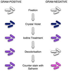 gram-stain-procedure - Image 3:Procedure of Gram Staining; note the color change after each step