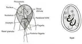 Trophozoites and Cyst of Giardia lamblia - Trophozoite (left) and Cyst ofGiardia lamblia (right)