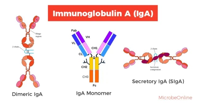 Structure of Immunoglobulin A (IgA) - Various forms of Immunoglobulin A (IgA)