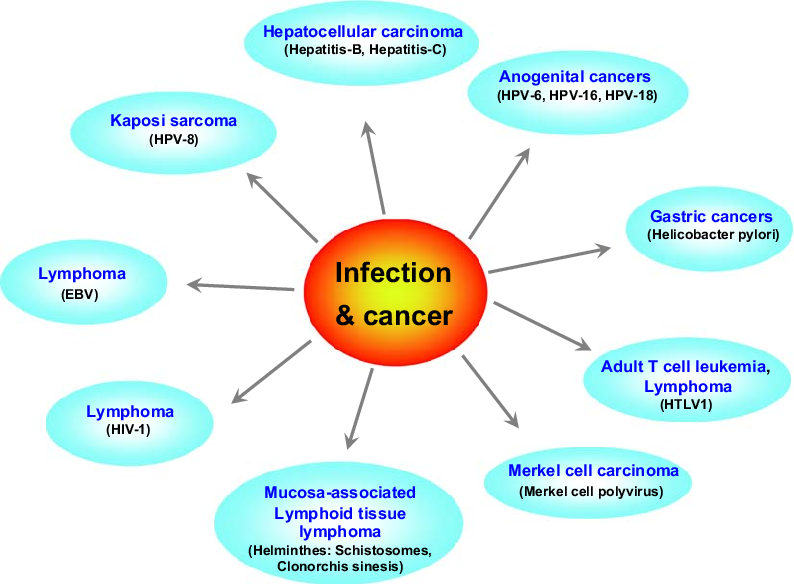 - Various cancers have been linked to infection (Image source: Ref-4)