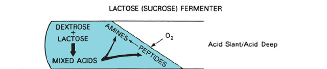 Lactose fermenter