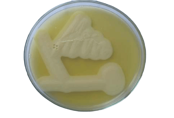 Lecithinase activity of C. perfringens in Egg Yolk Agar - Lecithinase activity ofC. perfringens in Egg Yolk Agar (Image source: Palaniappan Srinivasan)