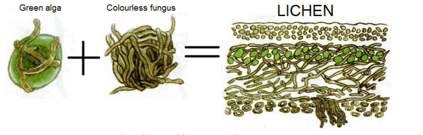 Types of Host - Lichen as obligatory symbiotic organism.