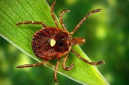 Lone star tick