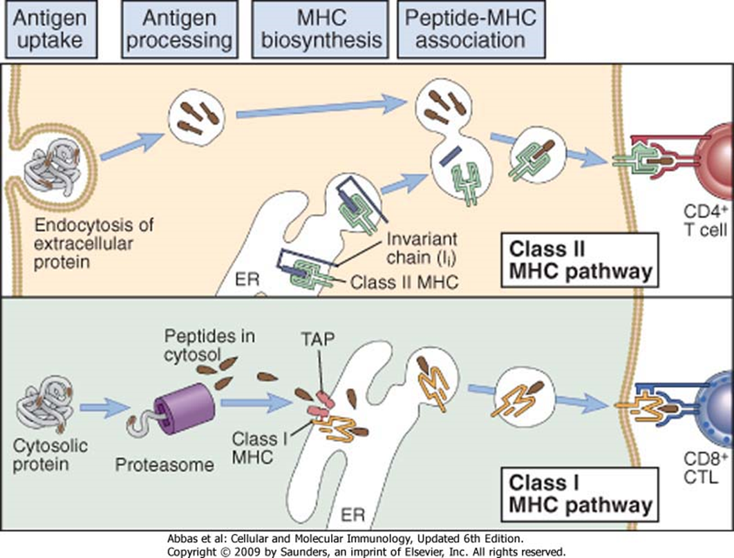 Mhc processing pathway