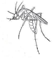 mosquito