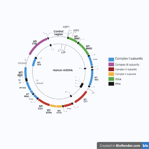 Structure of mitochondrial DNA - Structure of human mitochondrial DNA