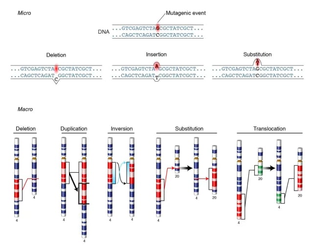 - Mutation (Courtesy: National Human Genome Research Institute)