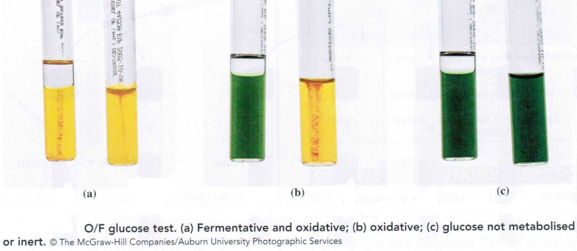 Oxidative Fermentative Test - Oxidative Fermentative Test