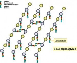 Peptidoglycan structure of E. coli - Peptidoglycan layer of Gram-negative (left) and Gram-positive bacteria (right)