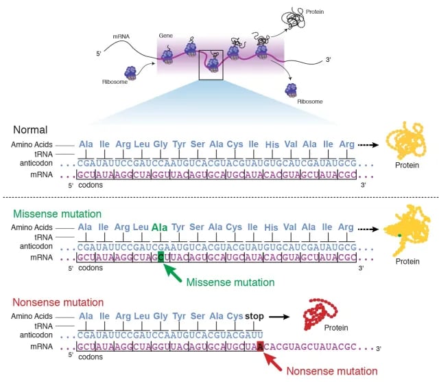 - Point mutation (Courtesy: National Human Genome Research Institute)