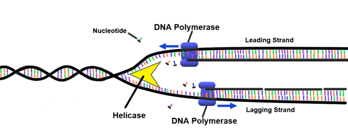 Polymerase