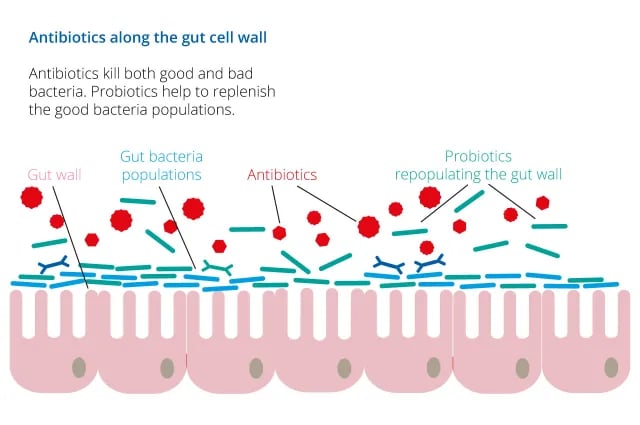 Action of Probiotics and antibiotics - Action of antibiotics and probiotics (imagesource)